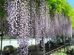 藤棚の花