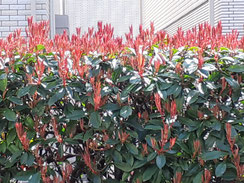 垣根の芽吹き