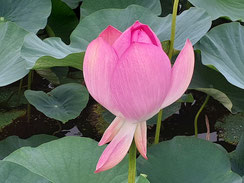 水連の花