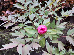 牡丹の花