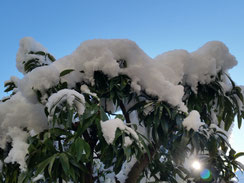 雪晴れ