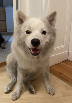 Birk vom Roten Turm Giant Spitz German Spitz Grosspitz white