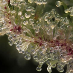 klare trichome