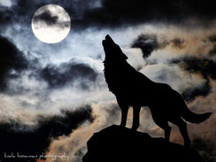 Beautiful wolf pic