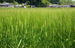 麦 畑 風 景