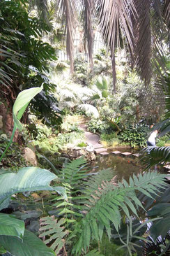 Palmenhaus im Palmengarten
