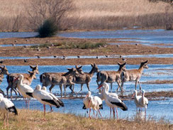 Naturpark Aiguamolls de l'Empordà