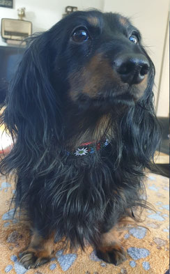 Labradoodle hund mit schönem Halsband