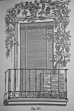 vine raised in boxes for ornamentation of balconies - Ottavi O. (1893) Viticoltura teorico-pratica