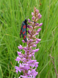 Zygaena-filipendulae