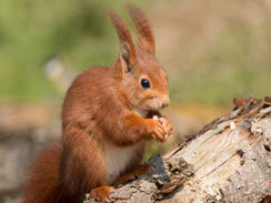Eichhörnchen (Bild: Wolfgang Kiesewetter)