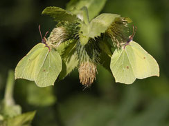 Zitronenfalter auf einer Kohldistel im Federseemoor