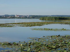 Federsee