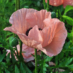 Papaver orientale 'Helen Elisabeth'