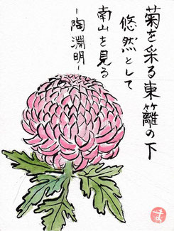 大輪の菊