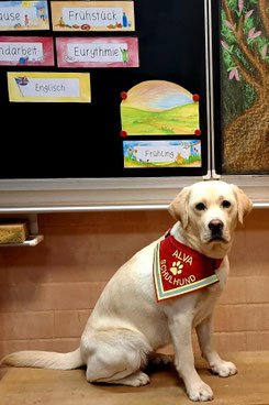 Blonder Labrador sitzt auf der Schulbank vor der Tafel. Trägt ein rotes Halstuch mit Aufschrift Alva von Textilfashion.de