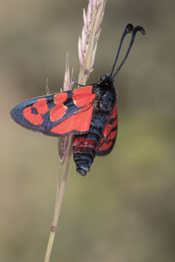 Z. felix rolleti (Haut Atlas oriental) (Photo J.-M. André on an indication of M. Tarrier) 