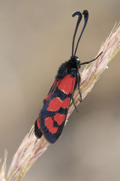 Z. felix rolleti (Haut Atlas oriental) (Photo J.-M. André on an indication of M. Tarrier) 