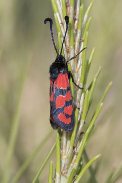 Z. felix rolleti (Haut Atlas oriental) (Photo J.-M. André on an indication of M. Tarrier) 