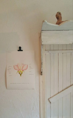 illustration aquarelle planche anatomie fleur