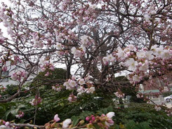 こんな風に桜が満開となります！(イメージ)