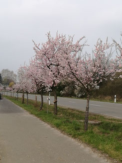 Mandelblüte Wachenheim Weinstraße