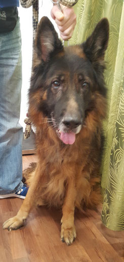 Schäferhund Buddy, 18.11.2017, Foto: Oetken