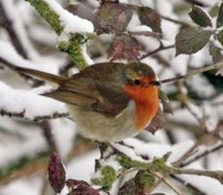 Things we can do to attract Wildlife to gardens