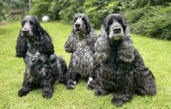 Cocker vom Sachsenwald