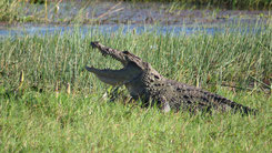 Saltwater Crocodile, Leistenkrokodil, Crocodylus porosus