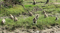 Tufted Gray Langur, Südlicher Hanuman Langur