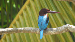 White-throated Kingfisher, Braunliest, Halcyon smyrnensis