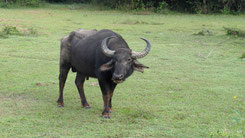 Water Buffalo, Wsserbüffel, Bubalus bubalis