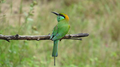 Green Bee-Eater, Smaragdspint, Merops orientalis