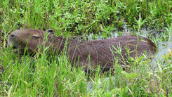 Capybara, Hydrochoerus hydrochaeris, Pantanal