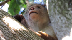 Toque macaque, Ceylon-Hutaffe, Macaca sinica