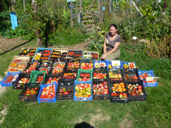 Tomates de variétés anciennes du jardin permaculture