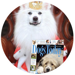 dog journalist, Japanese Spitz Simba, white dogs, Dogs Today Magazine, Great Britain, UK, United Kingdom, England, Ukraine, interview, war, Mr Wise, senior officer, special forces, service dogs, Kyiv