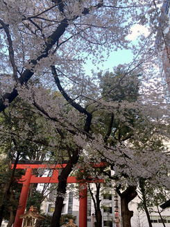 ともチンっ♪さん：新宿花園神社(4/5)