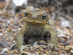 Cane Toad, Agakröte, Australien