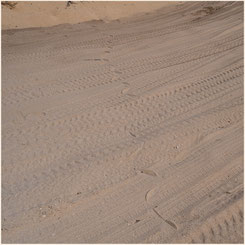 Spuren im Sand - Whitehills Beach