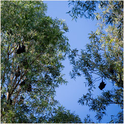 Flughunde in der Dales Gorge