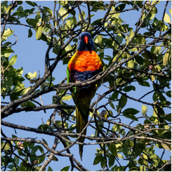 im Stadtgebiet von Perth - Rainbow Lorikeet
