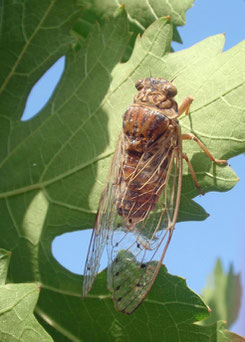 Foto: Insectenparadijs