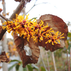 トキワマンサクの垣根に花 庭木で開運 自分でできる簡単な剪定