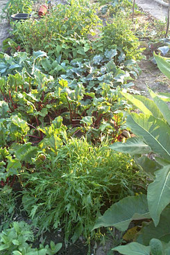 mein Bio-Garten
