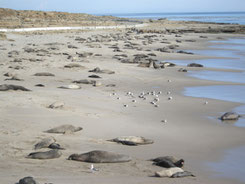 San Nicolas Island - courtesy and (c) Sustainable Power Systems