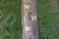 Wald mit Buchstaben W eingraviert