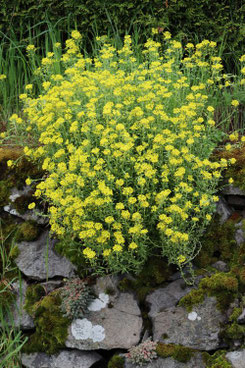 Photo décorative fleur jaune 