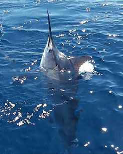 Seychelles fishing Marlin close